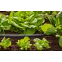 TILKOBLINGSRØR GARDENA (1/2") MICRO-DRIP-SYSTEM 50M