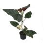 BLADBEGONIA ULIKA SORTER CRUSH 12CM