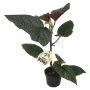 BLADBEGONIA ULIKA SORTER CRUSH 12CM