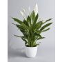 FREDSLILJE SPATHIPHYLLUM 13CM