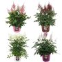 ASTILBE ULIKE FARGER KRUKKE 23 CM