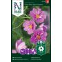 BLOMSTERFRØ NELSON GARDEN PYNTEKORG FIZZY PINK DARK CENTER