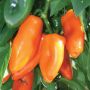SNACKPAPRIKA CAPSICUM ANNUUM Ø11,5 CM