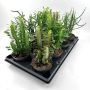 EUPHORBIA SUKKULENT MIX LEIRPOTTE 12CM