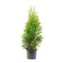 THUJA BRABANT 80-100CM I POTTE
