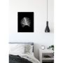 PLAKATER KOMAR FJÆR 40X50CM SVART