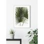 PLAKATER KOMAR PALMEBLAD 50X70CM