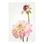 PLAKATER KOMAR DAHLIA 30X40CM