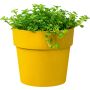 PLASTPOTTE ELHO B.FOR ORIGINAL Ø9CM ORCHE 