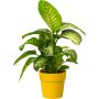 PLASTPOTTE ELHO B.FOR ORIGINAL Ø16CM ORCHE 