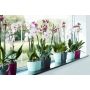 ORKIDEPOTTE ELHO BRUSSELS ORCHID DUO 25X13CM TRANSPARENT