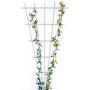 ESPALIER TIL ROSE BELLISSA 150X75 CM HVIT