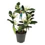 DUFTRANKE PÅ BØYLE STEPHANOTIS 12CM