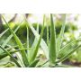 ALOE VERA 12CM