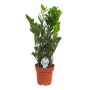 ZAMIOCULCAS ZAMIFOLIA 17CM