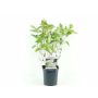 HYDRANGEA PAN. GRANDIFLORA 17CM