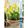 HØSTLØK NARCISSUS SPECIES MIX 10STK