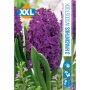 HØSTLØK HYACINTH WOODSTOCK 3STK
