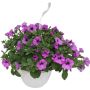 PETUNIA AMPEL 25CM
