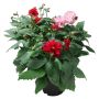 DAHLIA - GEORGINE P12