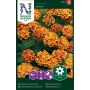 BLOMSTERFRØ NELSON GARDEN FLØYELSBLOMST BOLERO 