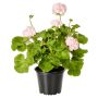 PELARGONIA DRONNING INGRID