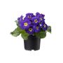 PRIMULA VULGARIS MIX
