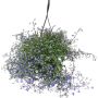 AMPELPLANTE LOBELIA 25 CM