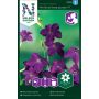 BLOMSTERFRØ NELSON GARDEN PRYDTOBAKK PERFUME DEEP PURPLE F1