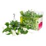 PHILEDENDRON SCANDEN AMPEL 15CM