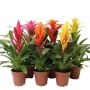 BROMELIA MIX ROYAL 12CM
