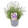 LAVENDEL ANGUSTIFOLIA P17