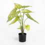 KUNSTPLANTE EMERALD CALADIUM 60CM GRØNN