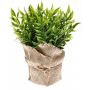 KUNSTPLANTE EMERALD RUSCUS 20CM GRØNN