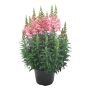 LØVEMUNN ANTIRRHINUM MAJUS KRUKKE Ø19 CM