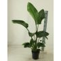 PARADISFUGLBLOMST STRELITZIA 19CM