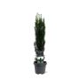 PLANTE NORMAL BARLIND TAXUS BACC. FASTIGIA 23 CM
