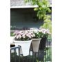 BALKONGKASSE CORSICA FLOWER BRIDGE 30CM MINT