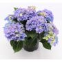 HORTENSIA ULIKE FARGER KRUKKE 13CM