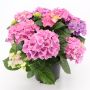 HORTENSIA ULIKE FARGER KRUKKE 13CM