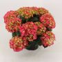 HORTENSIA ULIKE FARGER KRUKKE 13CM
