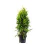 THUJA SMARAGD 80-100 CM POTTE