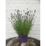 LAVENDEL HIDCOTE 17 CM