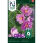 BLOMSTERFRØ NELSON GARDEN PYNTEKORG FIZZY PINK DARK CENTER