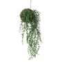 SENECIO EMERALD 10 CM